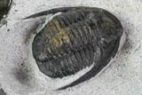 Bargain, Cornuproetus Trilobite Fossil - Morocco #108208-5